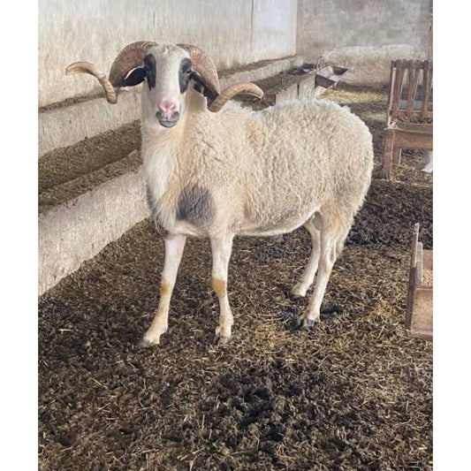 Adaklık ve Kurbanlık Kuzu (45-50 KG) | Canlı Görüntülü Kesim