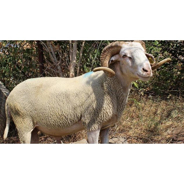 Adaklık ve Kurbanlık Koç (110-130 KG) | Canlı Görüntülü Kesim