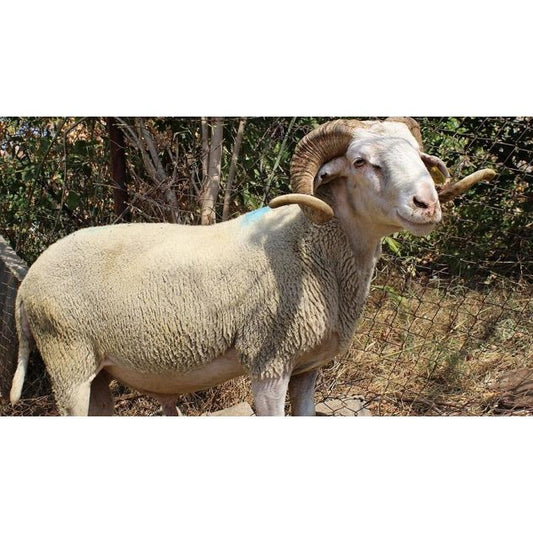 Adaklık ve Kurbanlık Koç (110-130 KG) | Canlı Görüntülü Kesim