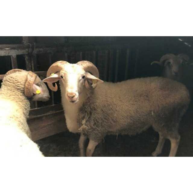 Adaklık ve Kurbanlık Kuzu (65-70 KG) | Canlı Görüntülü Kesim