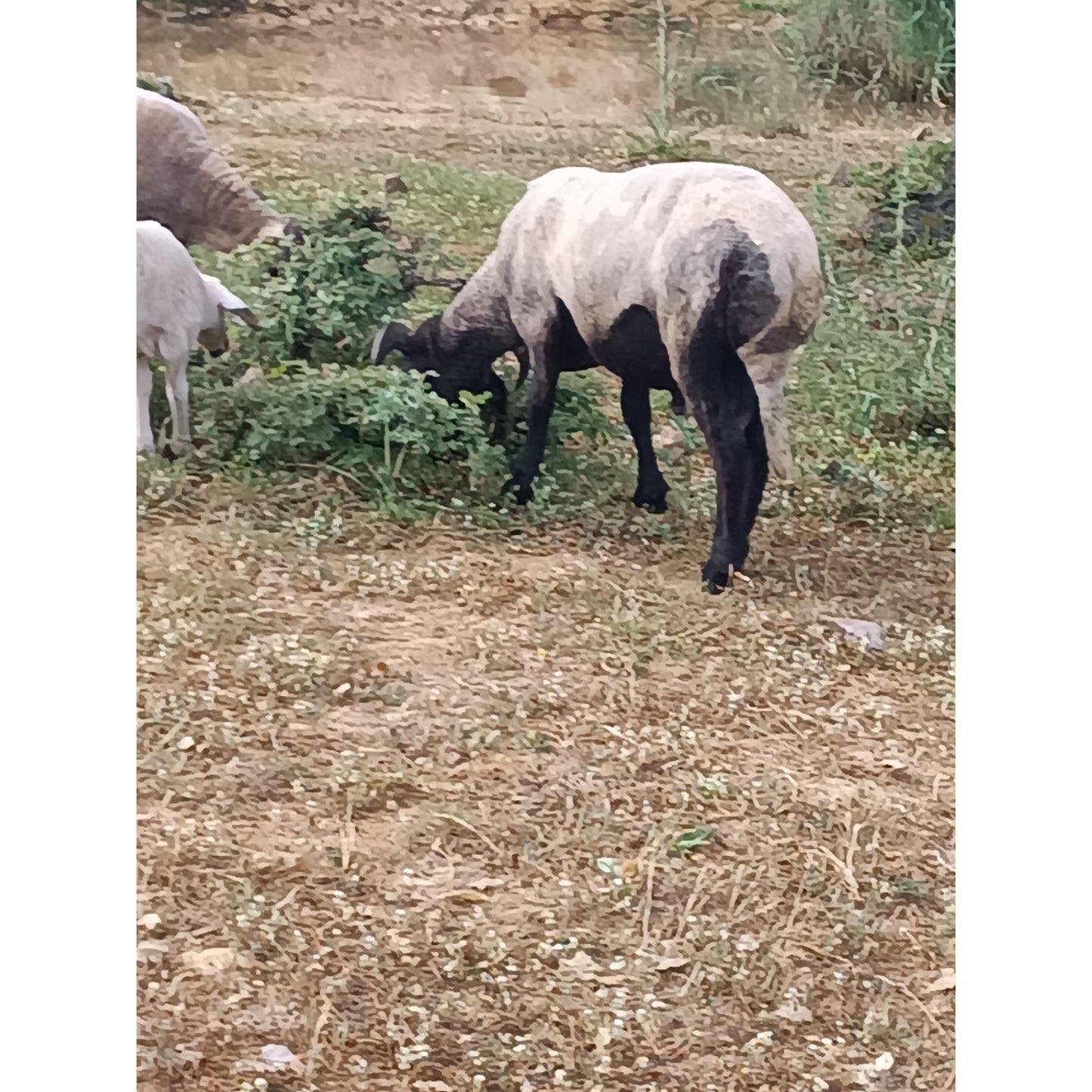 Adaklık ve Kurbanlık Kuzu (55-60 KG) | Canlı Görüntülü Kesim