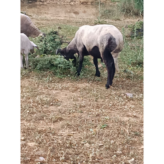 Adaklık ve Kurbanlık Kuzu (55-60 KG) | Canlı Görüntülü Kesim