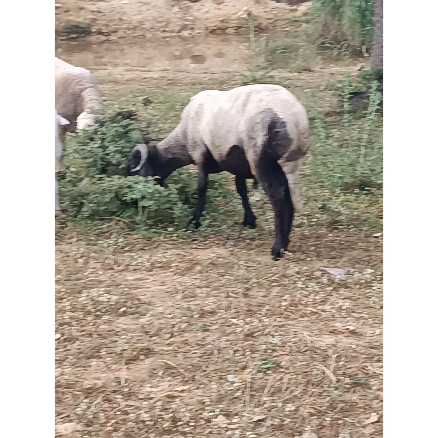Adaklık ve Kurbanlık Kuzu (55-60 KG) | Canlı Görüntülü Kesim