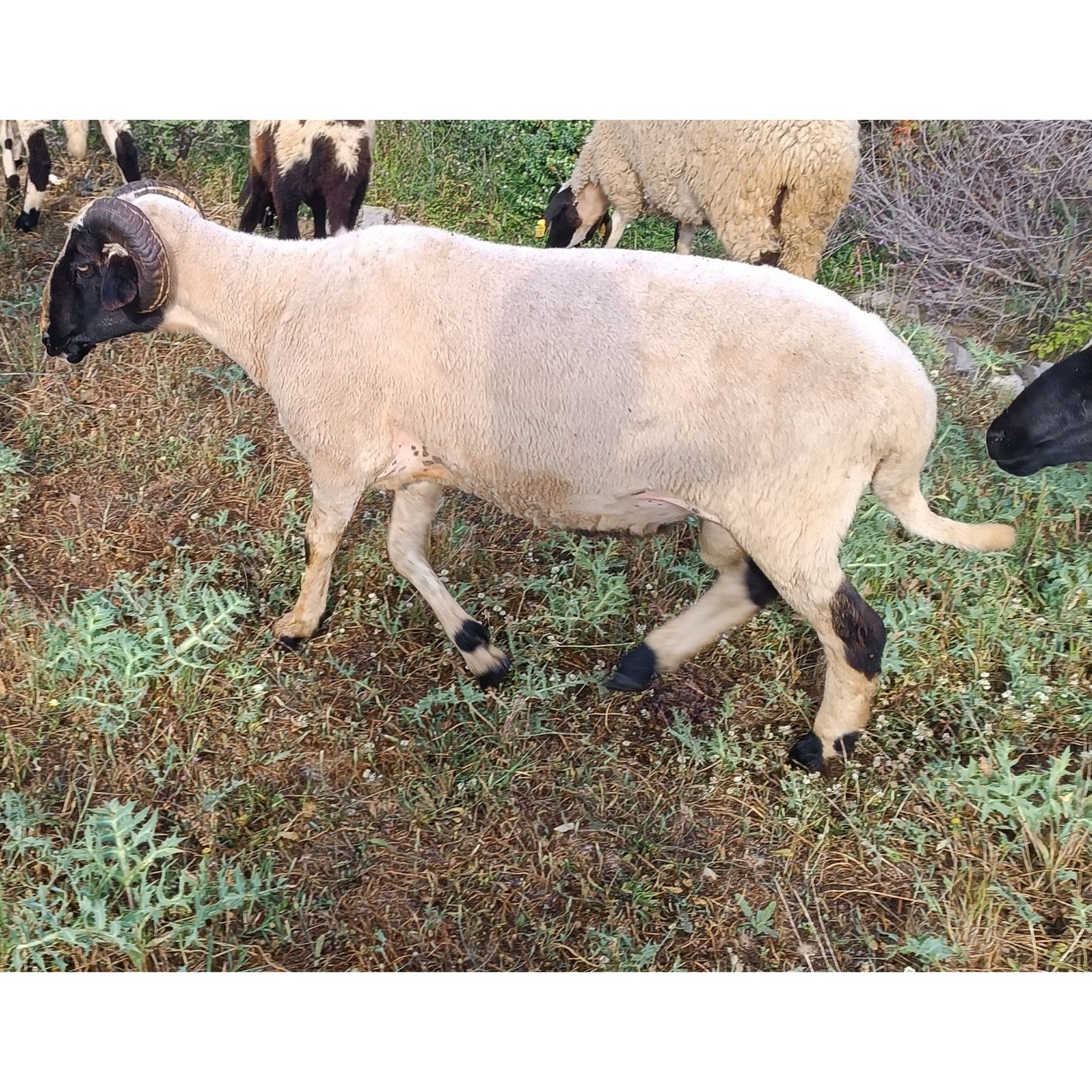 Adaklık ve Kurbanlık Kuzu (36-40 KG) | Canlı Görüntülü Kesim