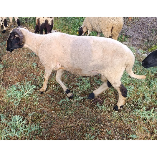 Adaklık ve Kurbanlık Kuzu (36-40 KG) | Canlı Görüntülü Kesim