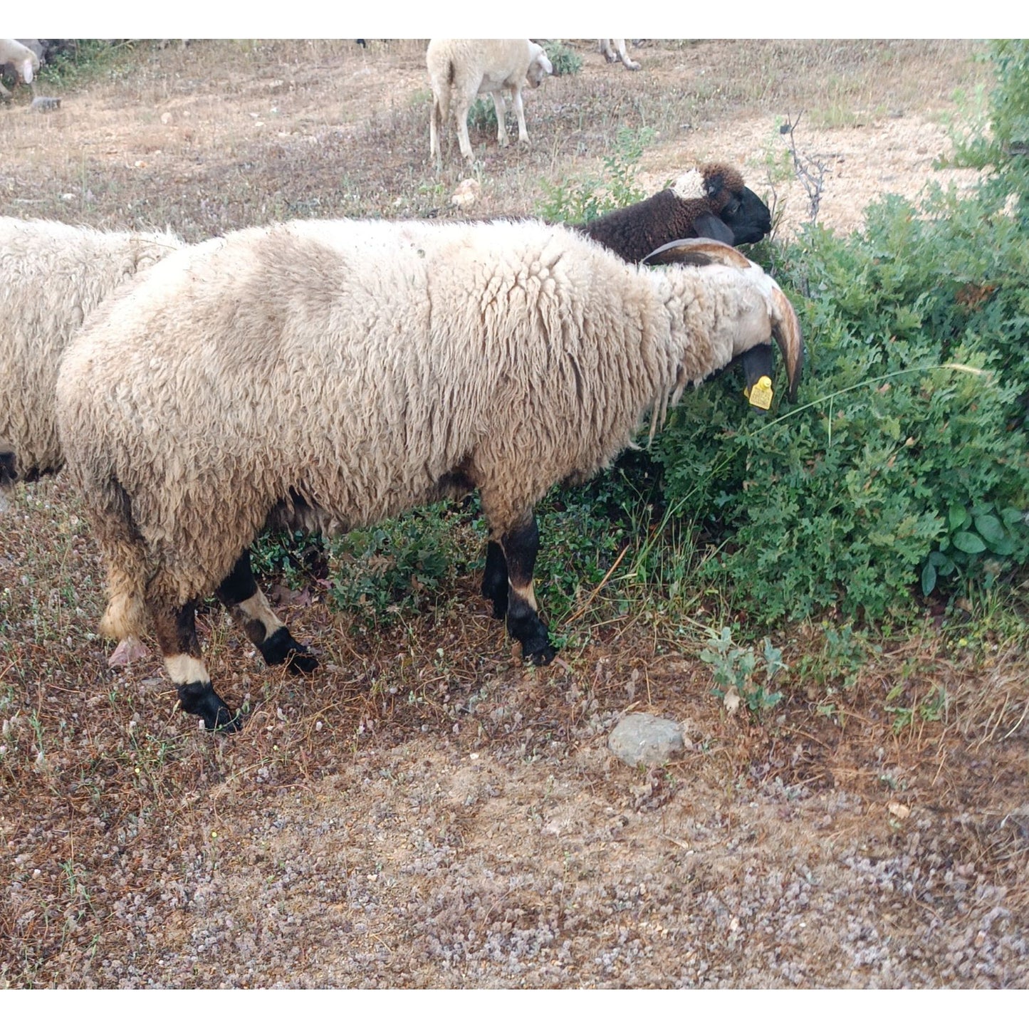 Adaklık ve Kurbanlık Kuzu (32-36 KG) | Canlı Görüntülü Kesim