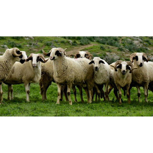 Adaklık ve Kurbanlık Kuzu (50-55 KG) | Canlı Görüntülü Kesim