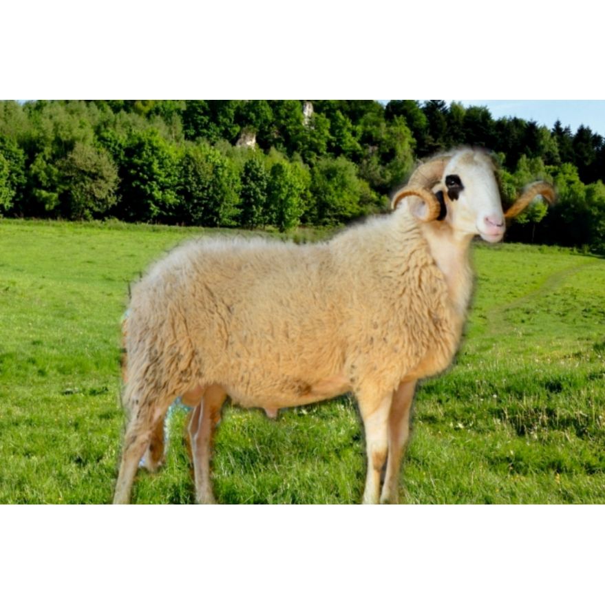 Adaklık ve Kurbanlık Kuzu (80-90 KG) | Canlı Görüntülü Kesim