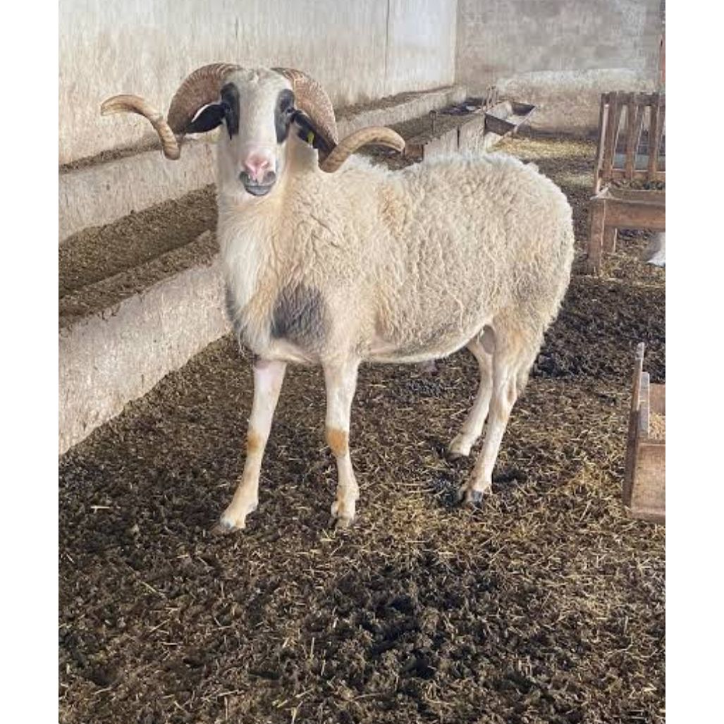 Adaklık ve Kurbanlık Kuzu (45-50 KG) | Canlı Görüntülü Kesim