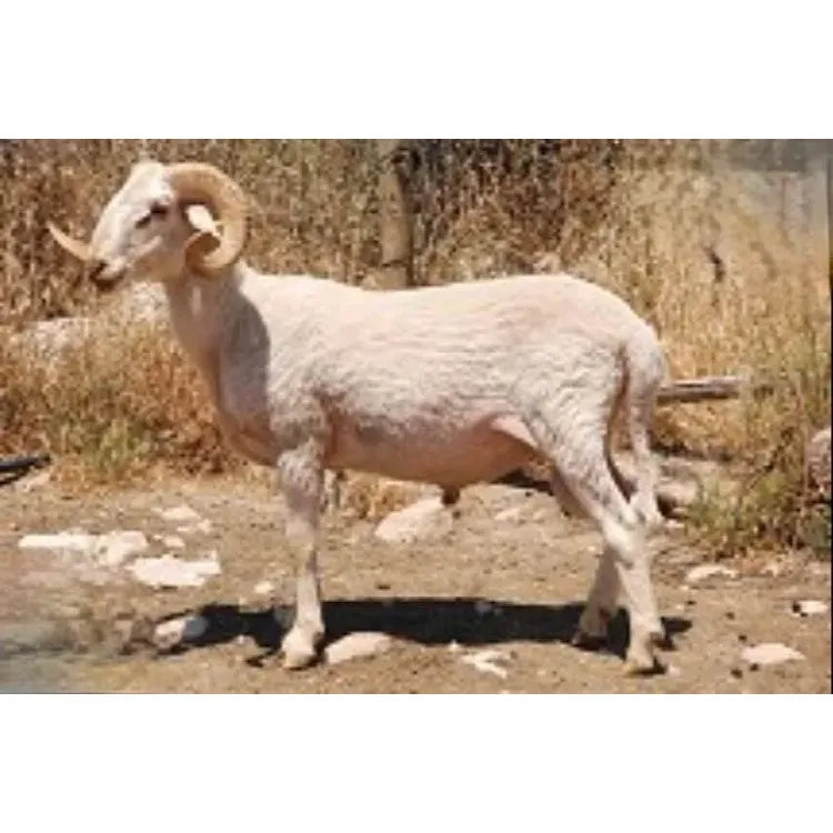 Adaklık ve Kurbanlık Kuzu (40-45 KG) | Canlı Görüntülü Kesim