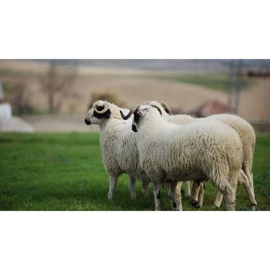 Adaklık ve Kurbanlık Kuzu (60-65 KG) | Canlı Görüntülü Kesim